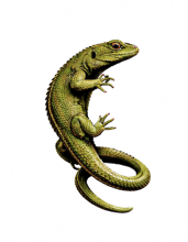 lézard seul sur fond transparent